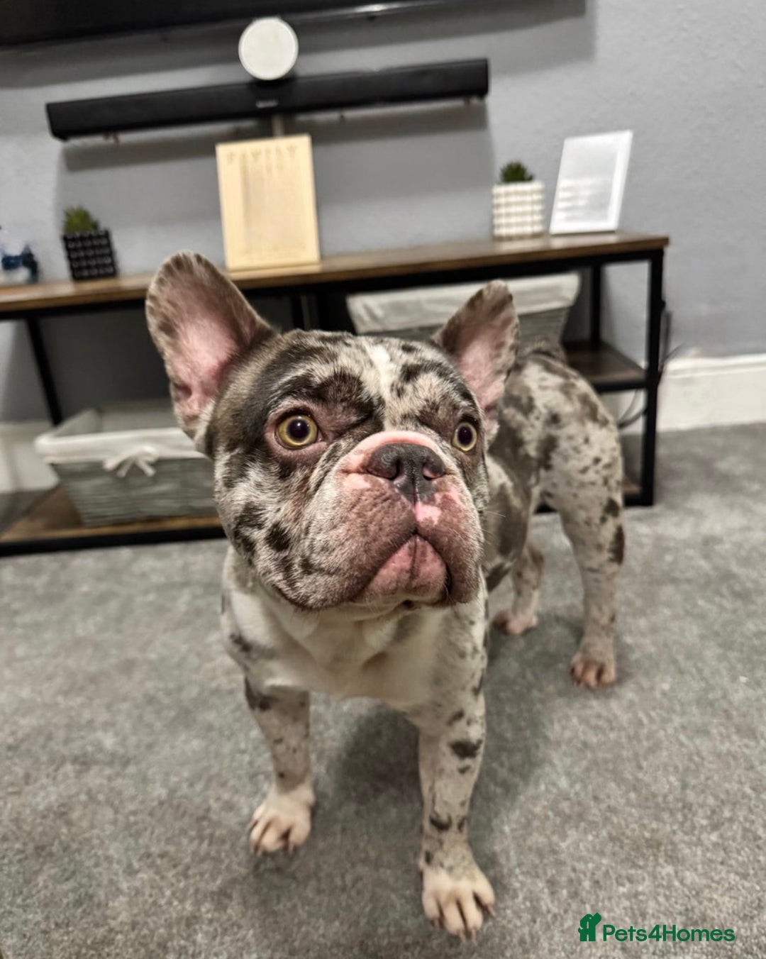 French Bulldog dogs for sale: French bulldog - Advert 5