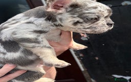 French Bulldog dogs for sale: Blue Merle Frenchie - Image 1