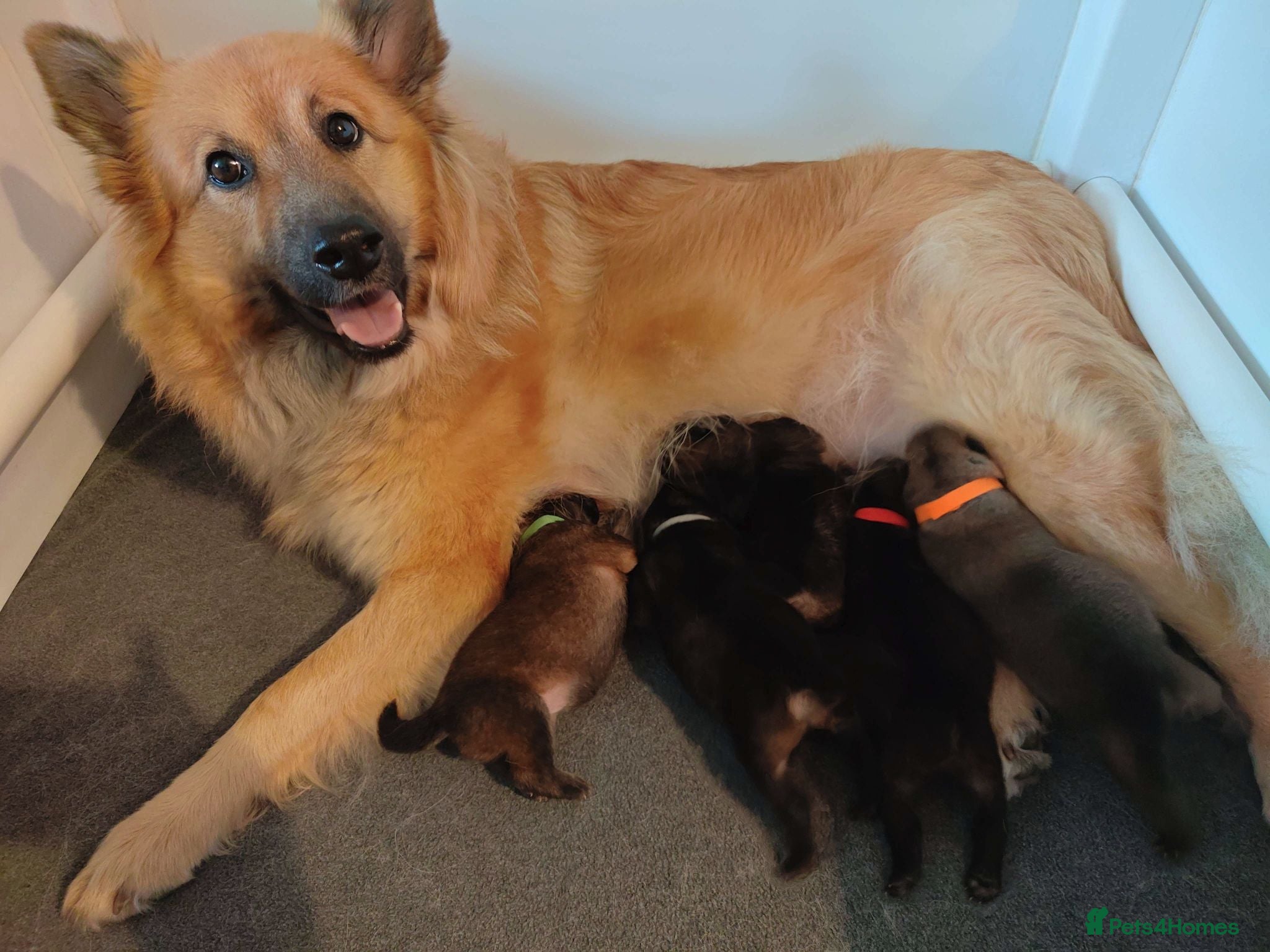 Eurasier dogs Eurasier Puppies - Kennel Club Registered - Advert 2