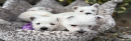 West Highland Terrier dogs for sale: Gorgeous Westie female puppies - Advert 4