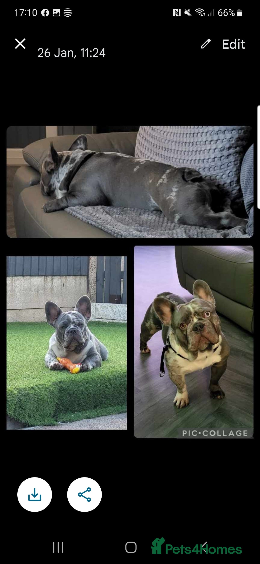 French Bulldog dogs for stud: LILAC MERLE STUD in Wednesbury - Image 10