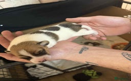 Jack Russell dogs for sale: Beautiful jack Russell terrier puppies  - Image 3