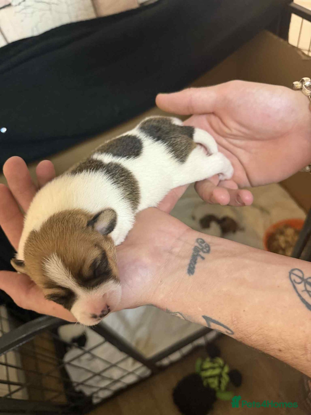 Jack Russell dogs for sale: Beautiful jack Russell terrier puppies  - Image 3