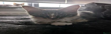 Maine Coon 2