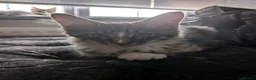 Maine Coon cats for sale: Maine Coon Tabby male - Advert 7