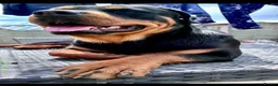 Rottweiler dogs for sale: Beautiful  Rottweiler looking forever loving home  - Advert 9