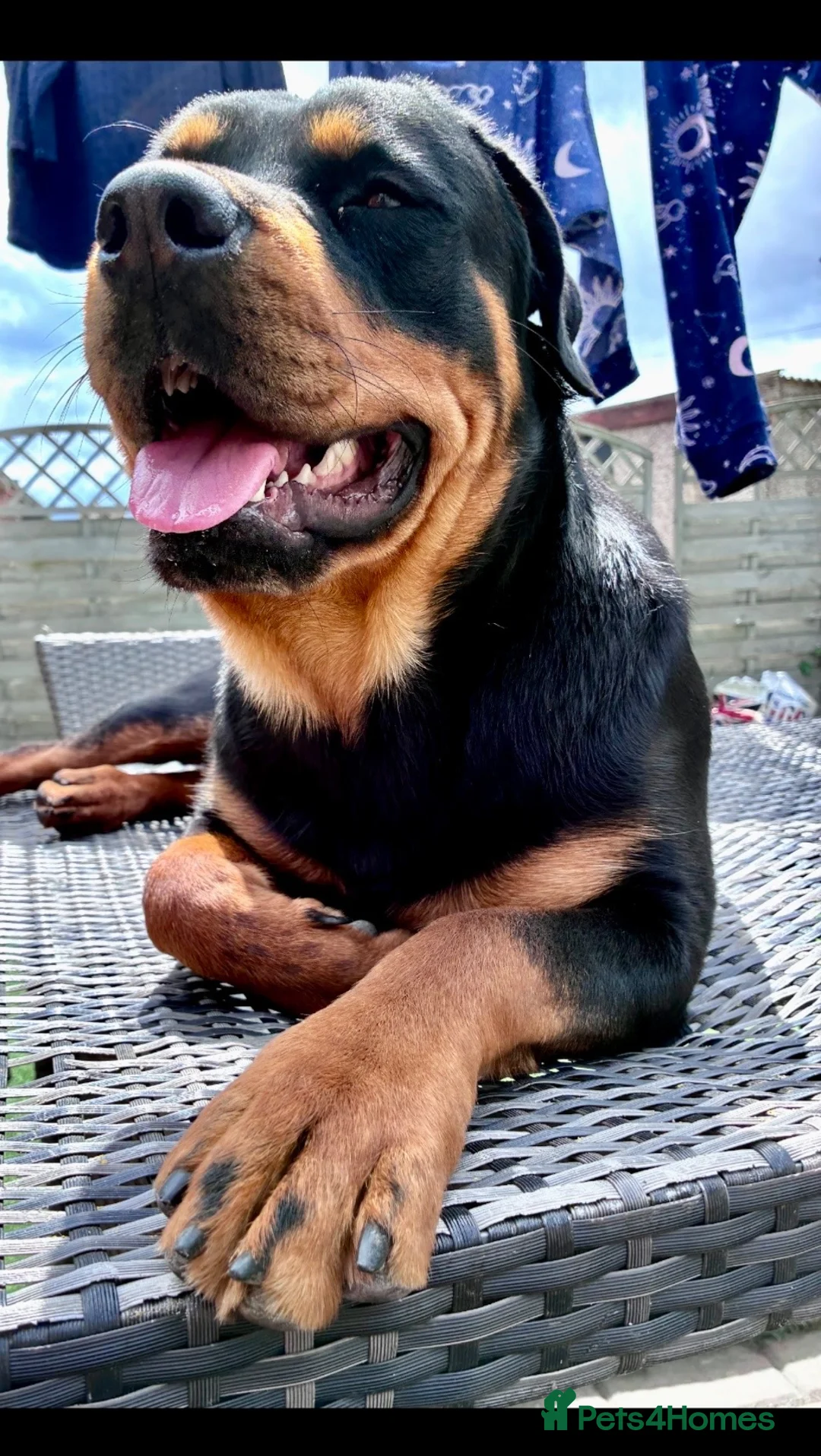 Rottweiler dogs for sale: Beautiful  Rottweiler looking forever loving home  - Advert 9