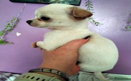 Chihuahua dogs for sale: Tiny Tiny chihuahuas puppy  - Image 14