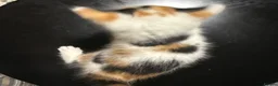 Mixed Breed cats for sale: Kao Mani Mix - Advert 11