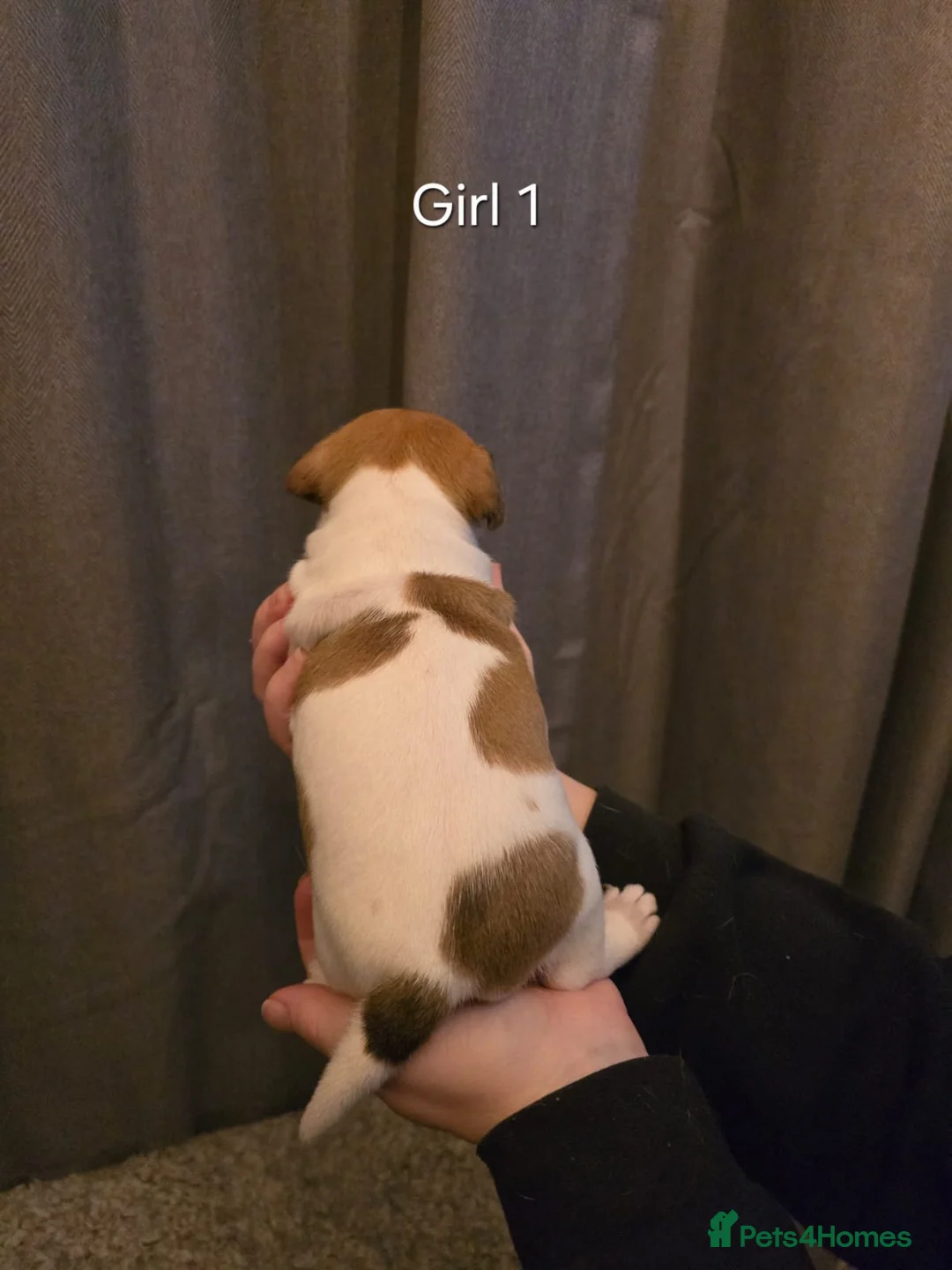 Jack Russell dogs for sale: Smooth Coated Jack Russell Puppies - Advert 11