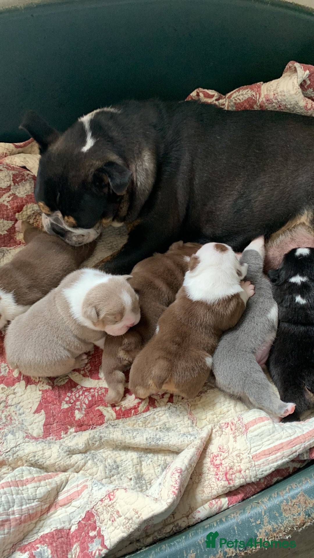 English Bulldog dogs for sale: Beautiful English bulldog puppies  - Image 6