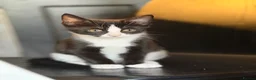 Mixed Breed cats for sale: 🐾 2 Kittens for Sale – Male & Female, Ready Now - Advert 9