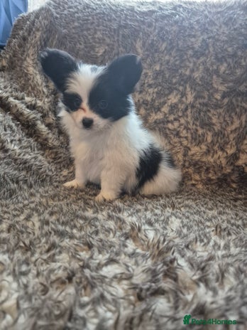 Papillon dogs - Advert 1