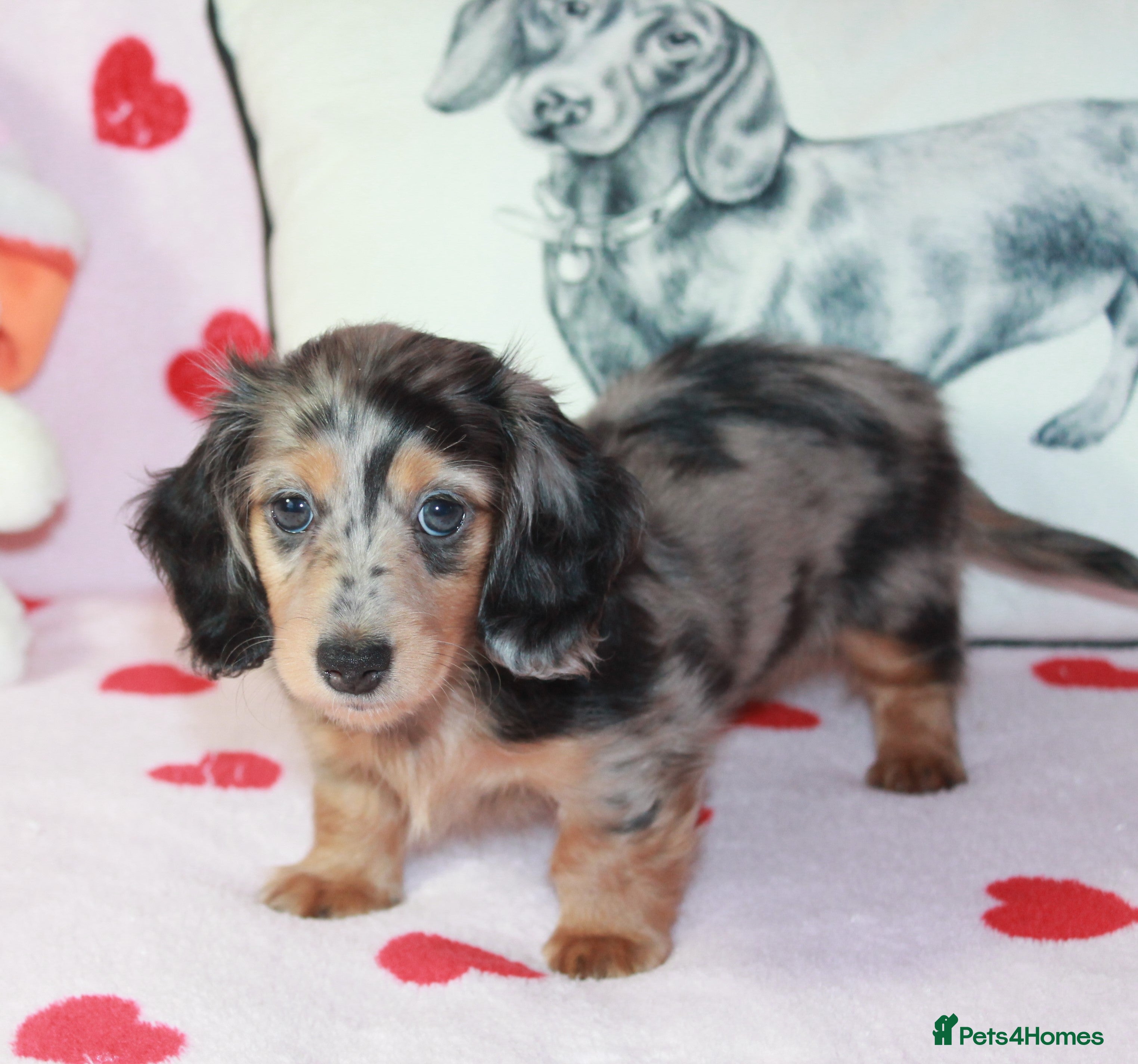 Dachshund dogs Beautiful puppies dachshund miniature longhaired  - Advert 2