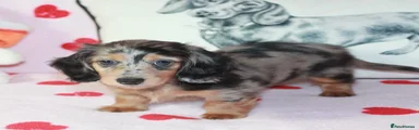 Dachshund Puppy 2