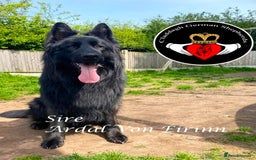 German Shepherd dogs for sale: hip scored DM Clear and DNA tested parents - Image 6