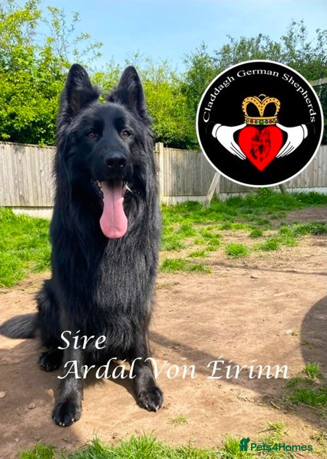 German Shepherd dogs for sale: hip scored DM Clear and DNA tested parents - Image 6