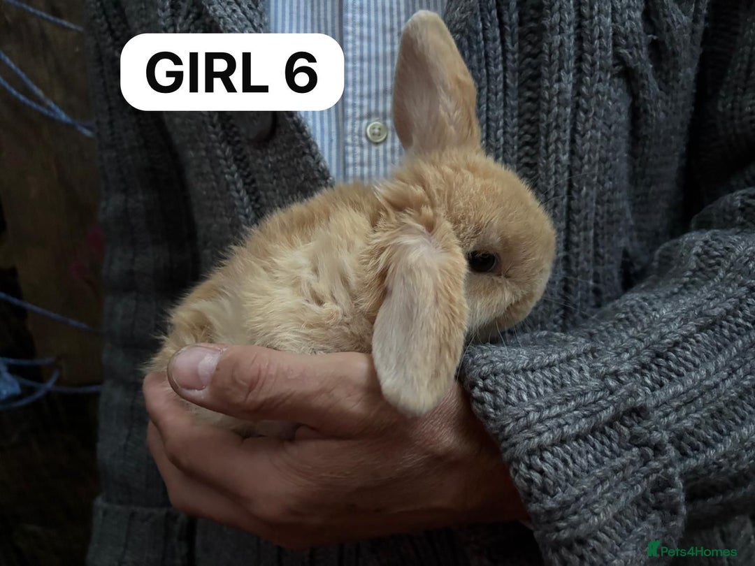 Mini Lop rabbits for sale: Friendly, Handled, Beautiful Baby Bunnies for Sale - Image 24