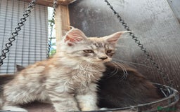 Maine Coon cats for sale: Maine coon kittens  - Image 4