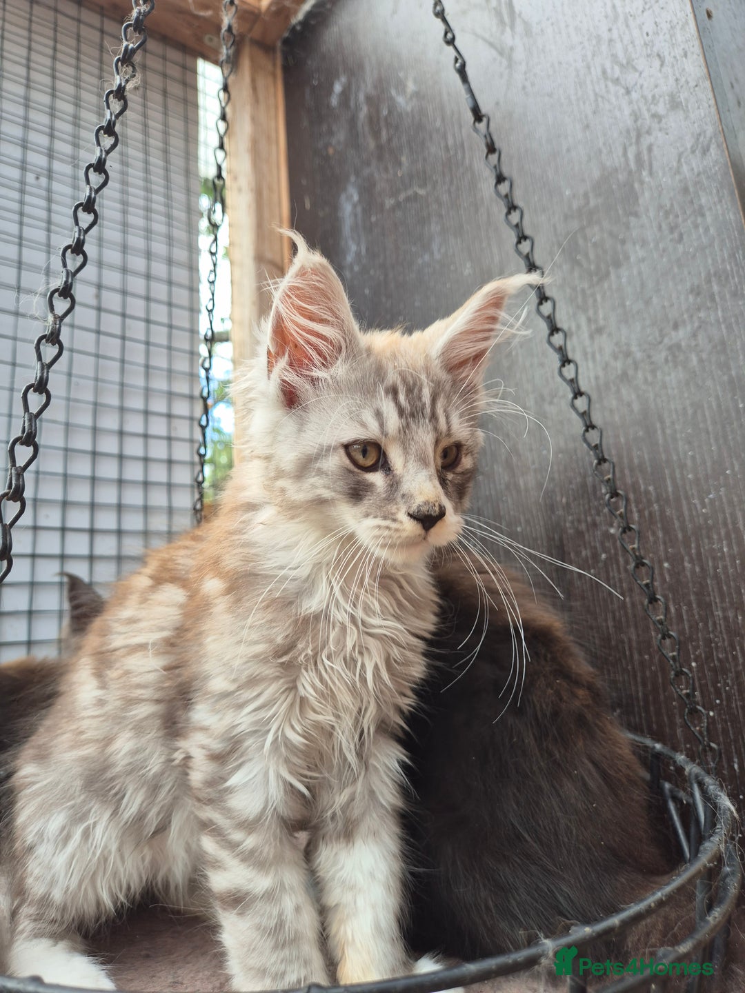 Maine Coon cats for sale: Maine coon kittens  - Image 4