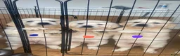 Golden Retriever dogs for sale: STUNNING SHOW LINE GOLDEN RETRIEVER PUPPIES - Advert 16
