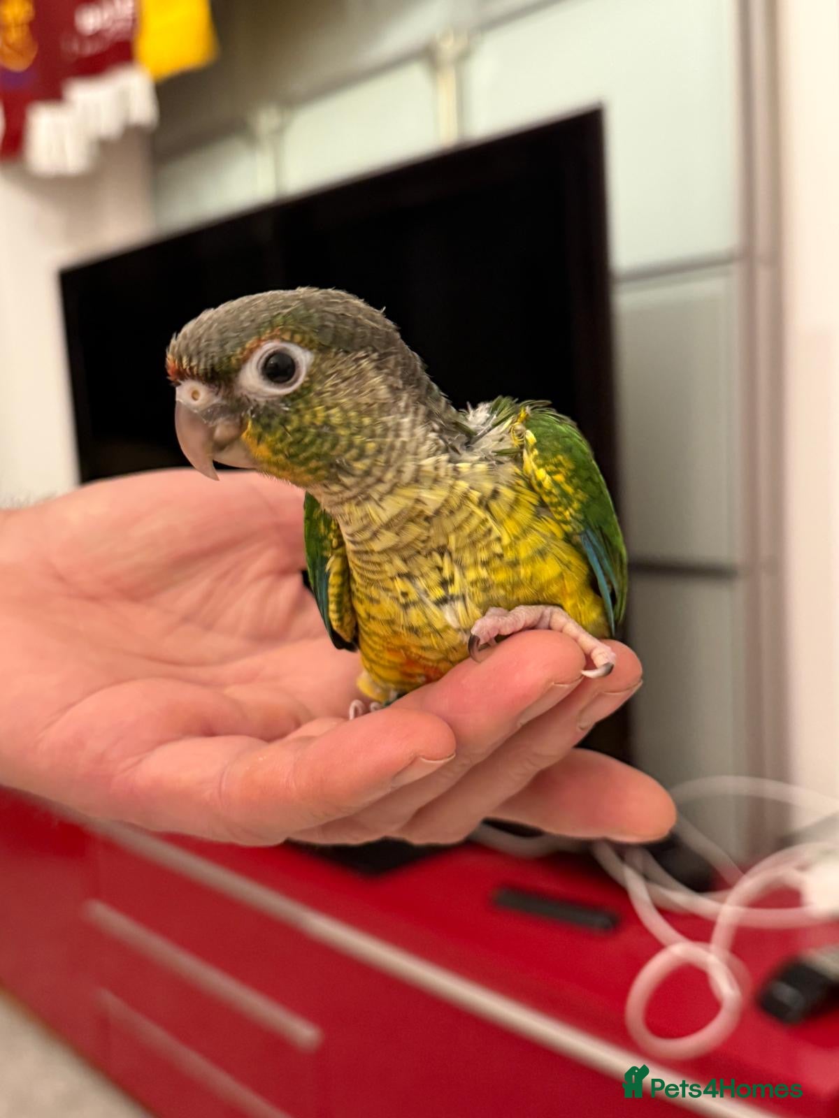 Conures birds Hand reared baby conures - Advert 1