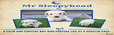 Mr Sleepyhead
