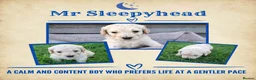 Goldendoodle dogs for sale: Beautiful Home-Raised F1 Goldendoodles Ready 23/7 - Advert 8