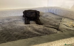 Cockapoo dogs for sale: F1 cockapoos  - Image 4