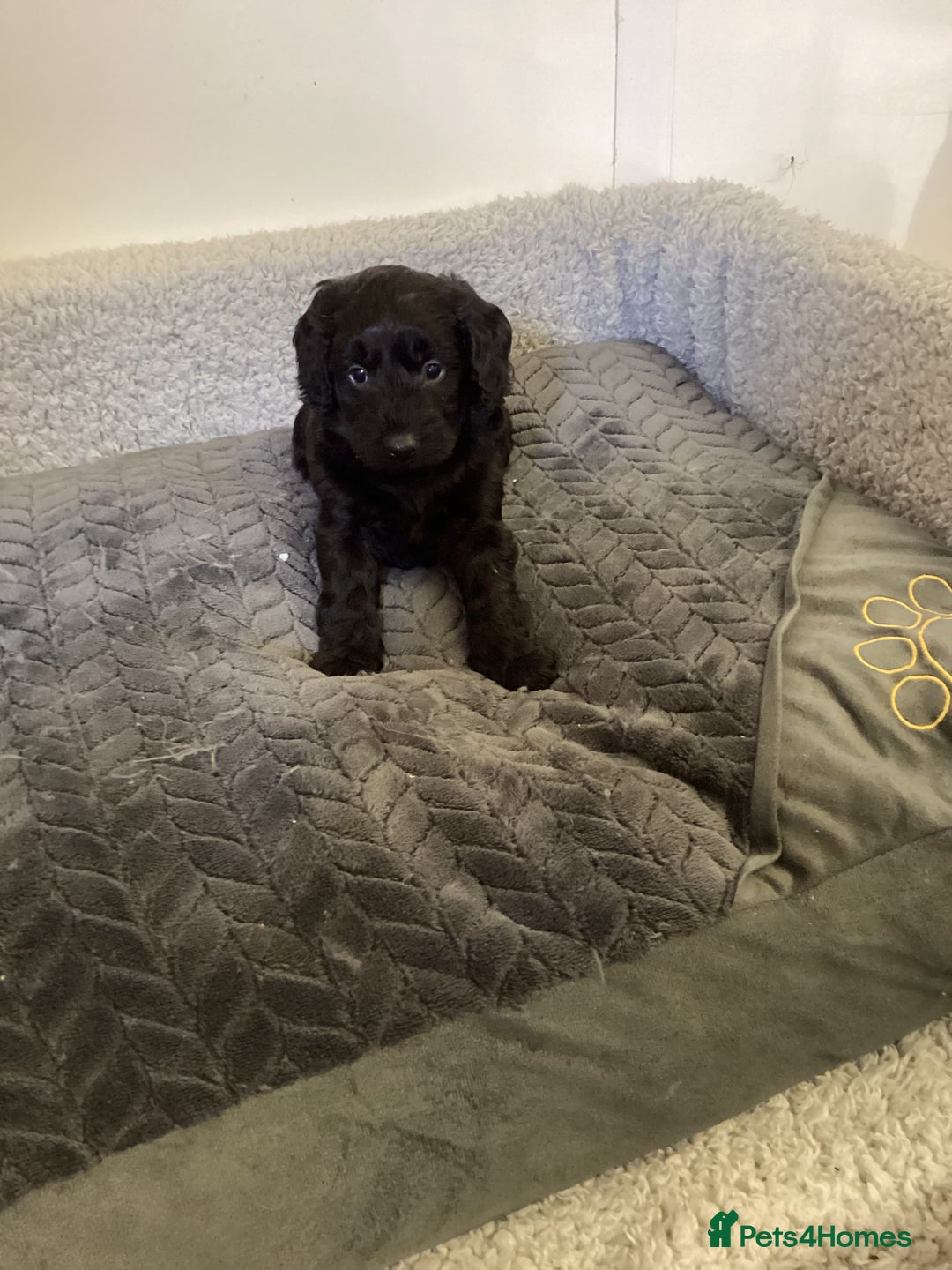Cockapoo dogs for sale: F1 cockapoos  - Image 4