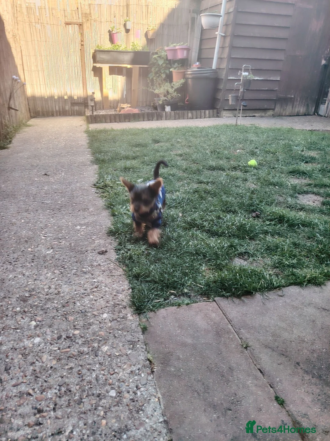 Yorkshire Terrier dogs for sale: 6 month old girl pup £900 - Advert 8