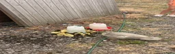Mixed Breed birds for sale: Moscovi ducklings available with mum in Sheffield - Advert 4