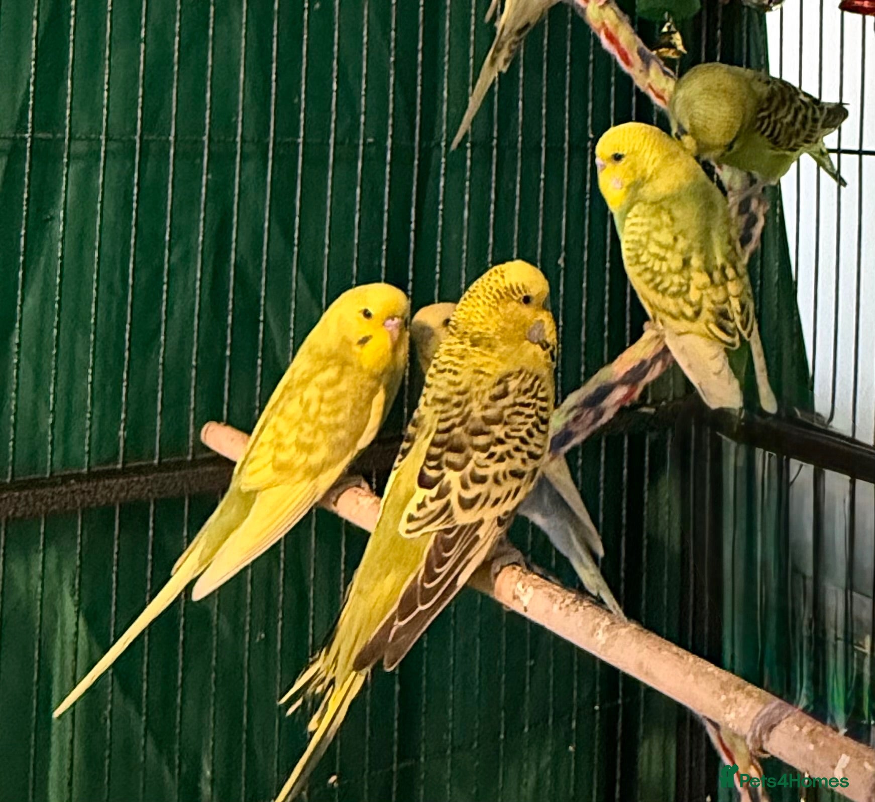 Budgerigars birds 1. Beautiful Pied Green Baby Budgies male & female - Advert 2