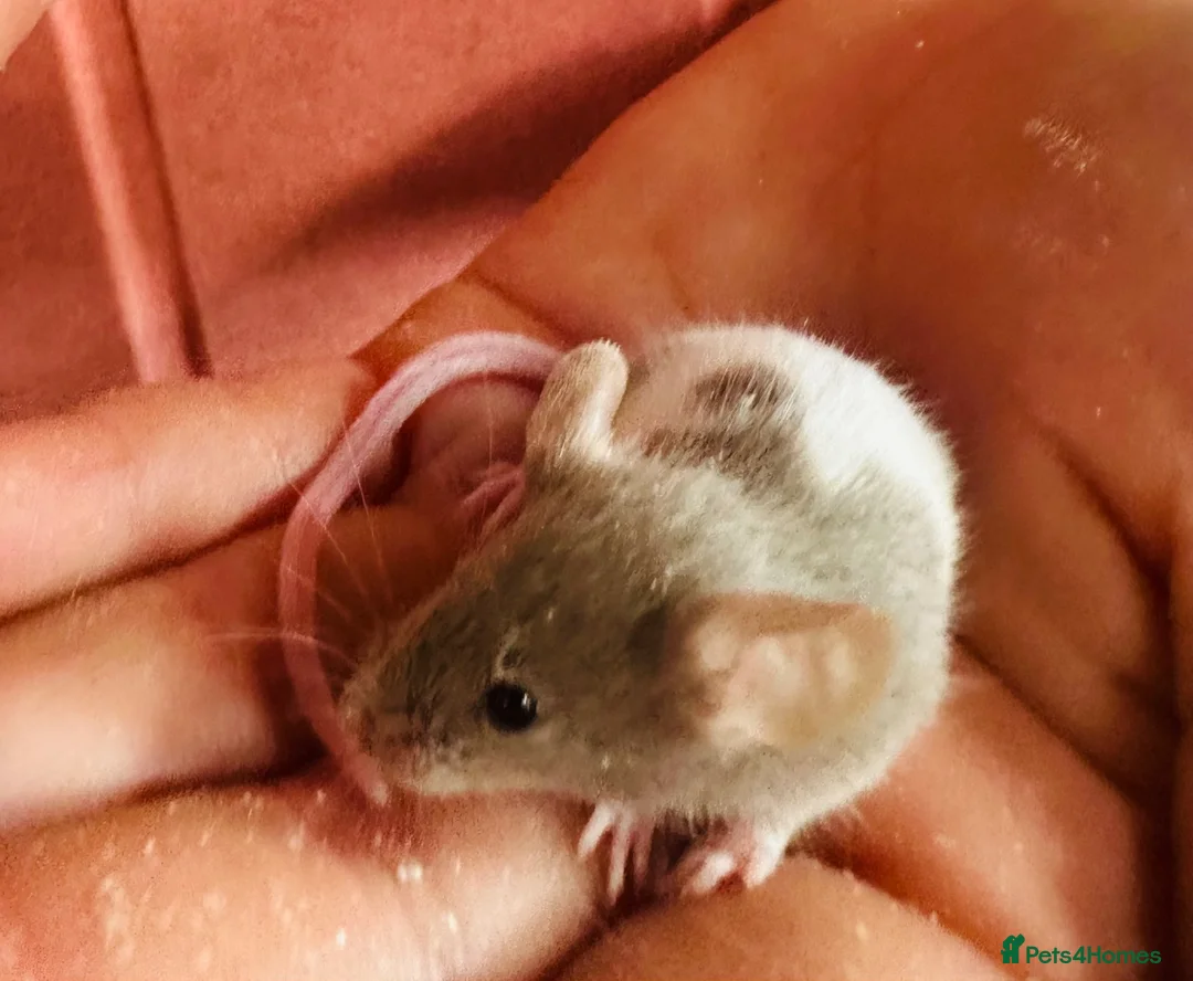 Mouse rodents for sale: Pet mice for sale  in Lynton - Advert 2
