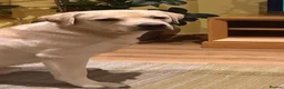 Labrador Retriever dogs for sale: KC Registered Labrador Retriever - Chance in Brighton - Advert 5