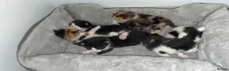 Mixed Breed cats for sale: Kittens  in Oldham - Advert 2