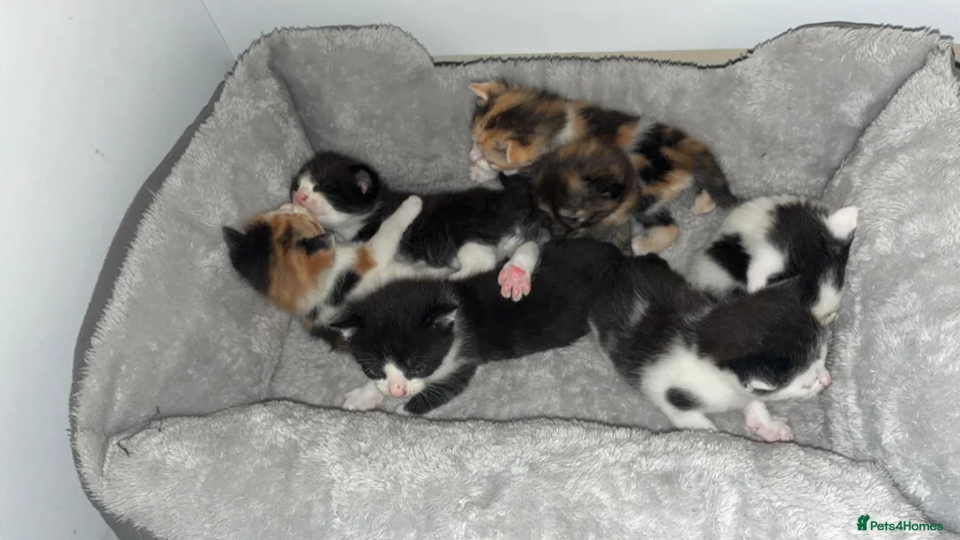 Mixed Breed cats for sale: Kittens  in Oldham - Advert 2
