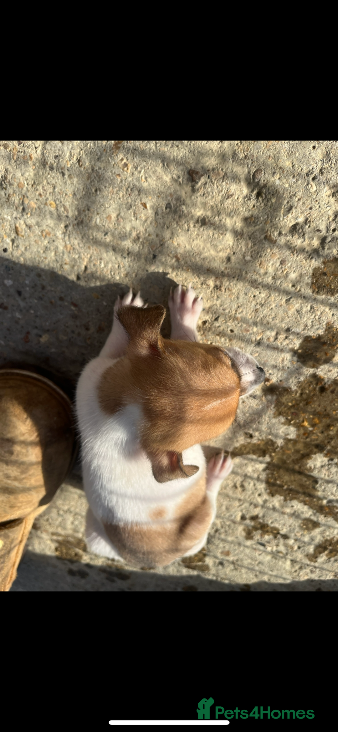 Jack Russell dogs for sale: Jack russle puppies  - Image 3