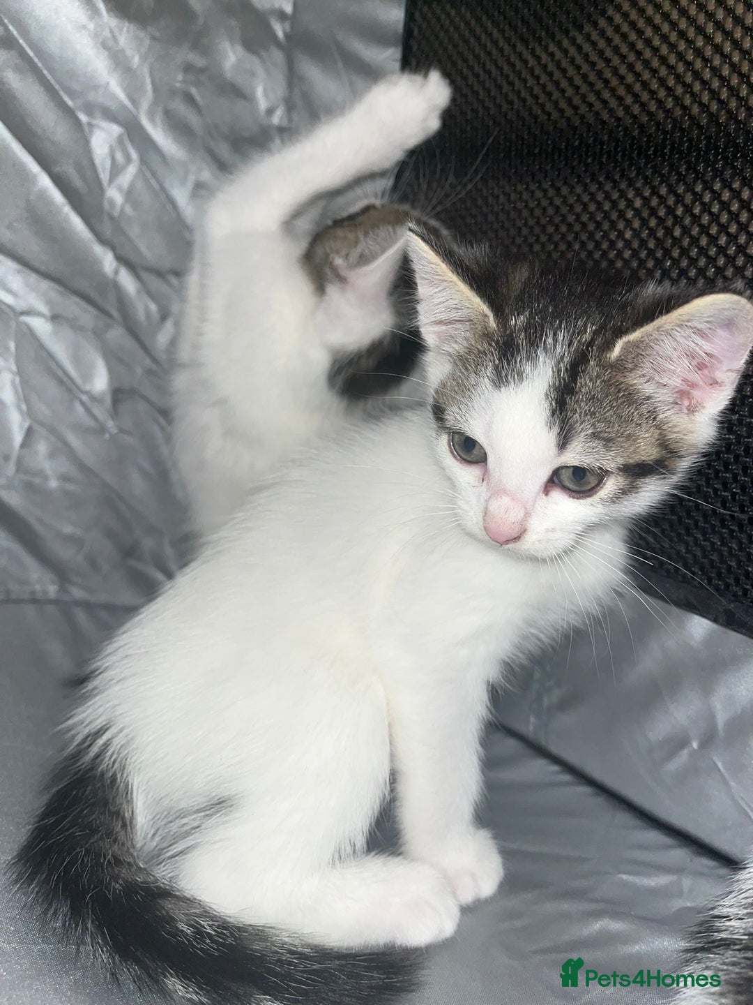 Tibetan cats for sale: Beautiful male kittens on sale - Advert 16