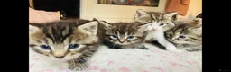 Mixed Breed cats for sale: Kittens - Advert 3