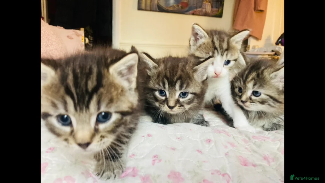 Mixed Breed cats for sale: Kittens - Advert 3
