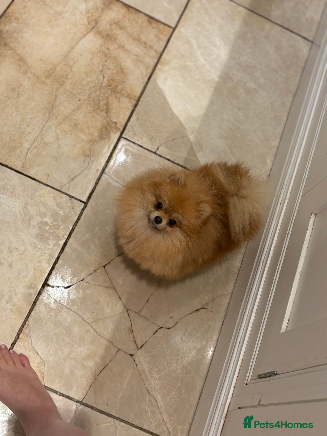 Pomeranian dogs for sale: Micro size  poms - Image 4