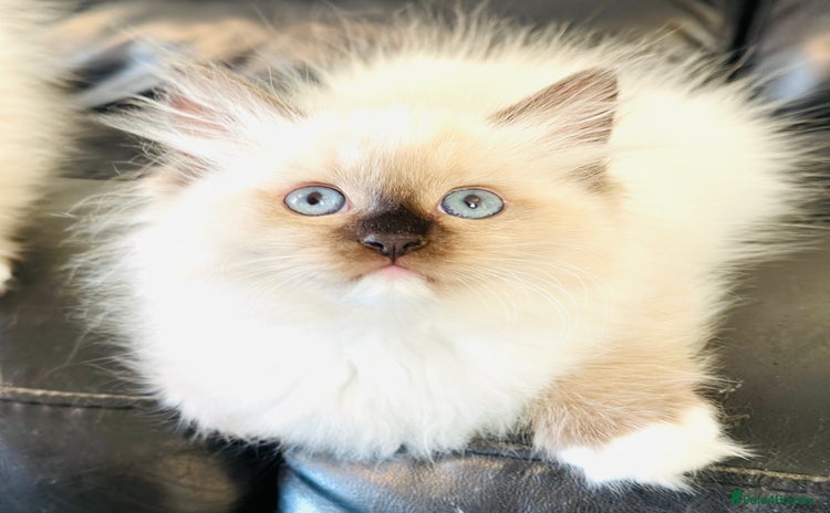 Ragdoll cats - Advert 5