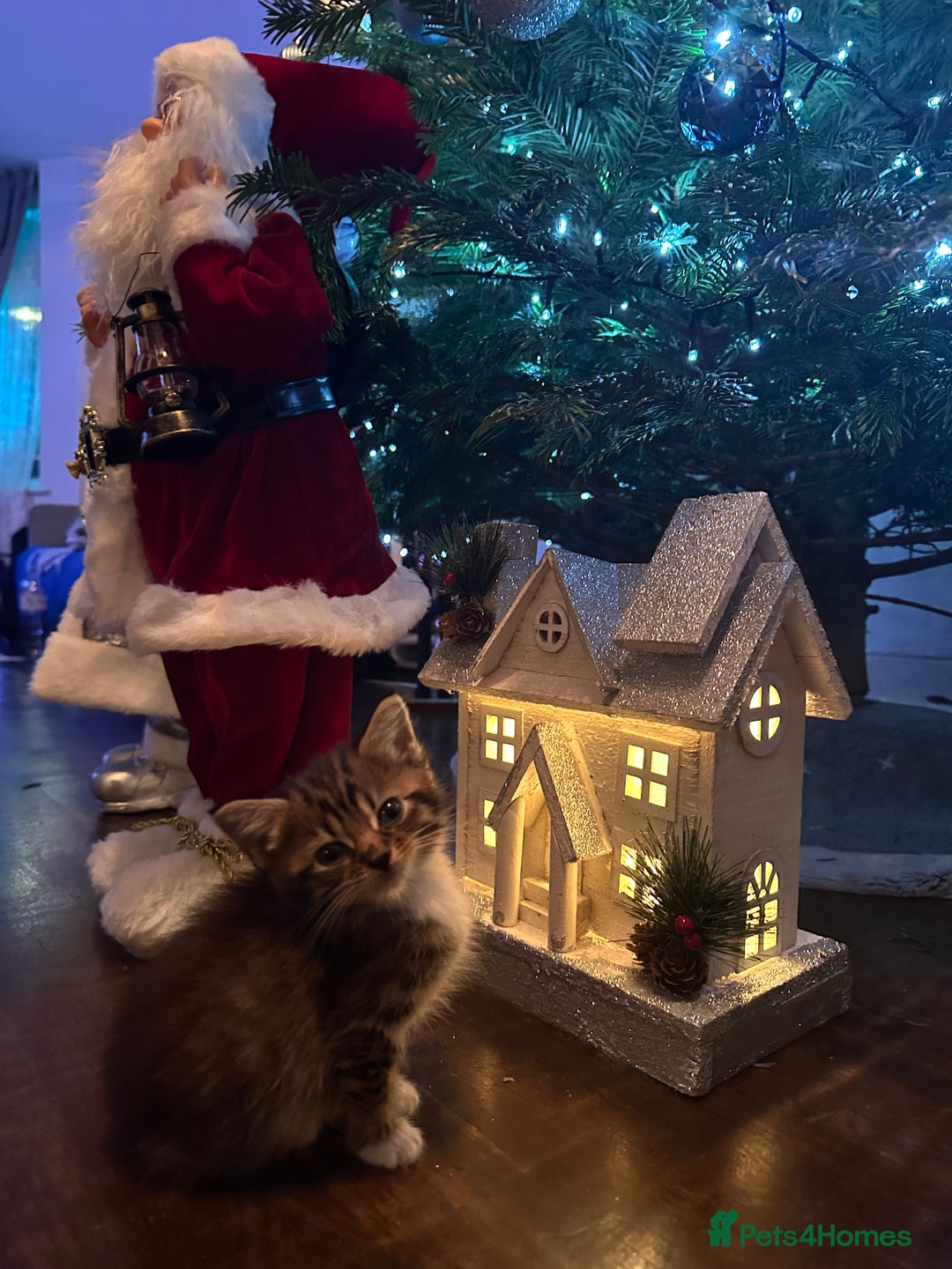 Mixed Breed cats for sale: 3 Half Ragdoll kittens; 2 boys and 1 girl - Advert 1