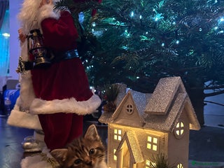 Mixed Breed cats 3 Half Ragdoll kittens; 2 boys and 1 girl - Advert 1