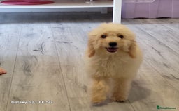 Goldendoodle dogs for sale: Goldendoodle x poodle - Image 3
