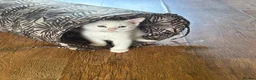 Mixed Breed cats for sale: 3 baby boy Kittens  - Advert 9