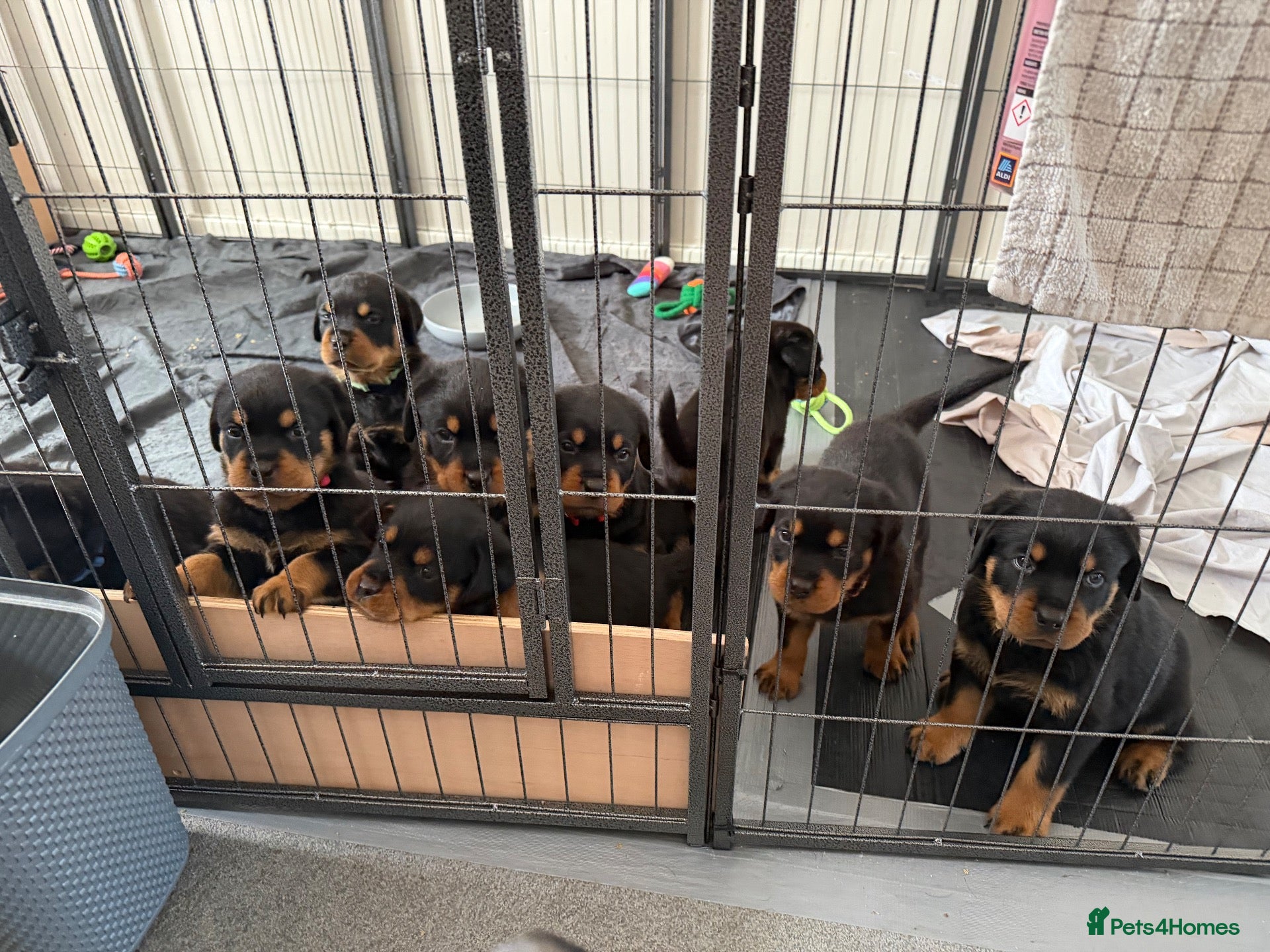 Rottweiler dogs Pure Breed Rottweiler  - Advert 15