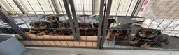 Rottweiler dogs for sale: Pure Breed Rottweiler  - Advert 1