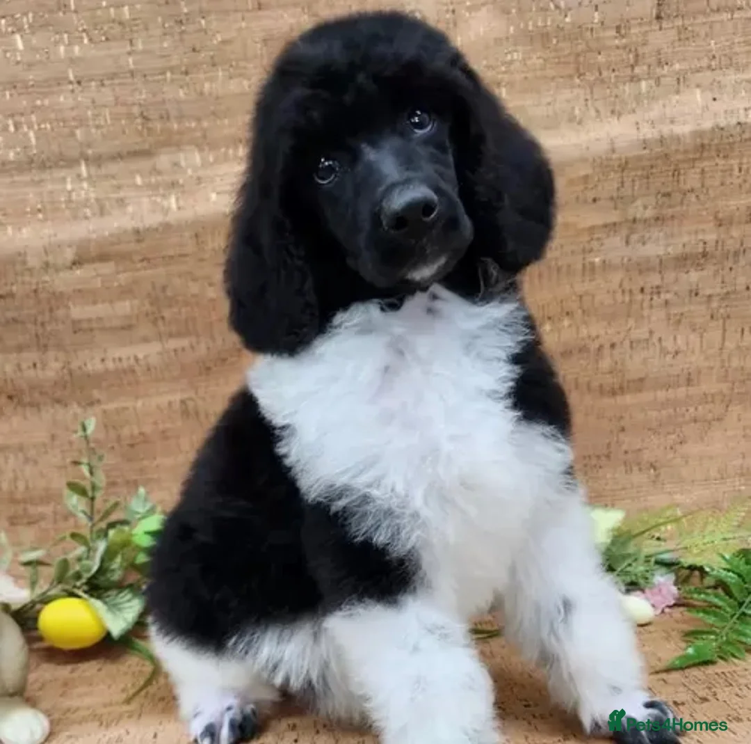 Cockapoo dogs for sale: Partie poo puppies  - Advert 2